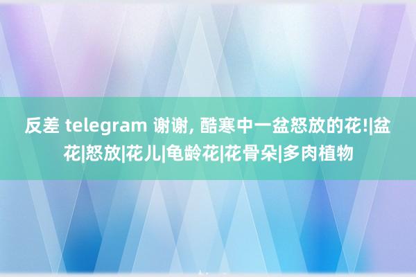 反差 telegram 谢谢， 酷寒中一盆怒放的花!|盆花|怒放|花儿|龟龄花|花骨朵|多肉植物